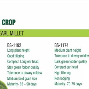 HYBRID PEARL MILLET