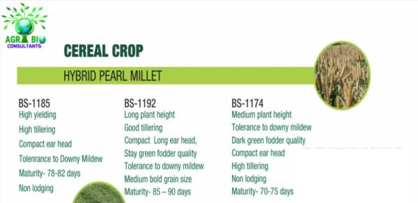 HYBRID PEARL MILLET