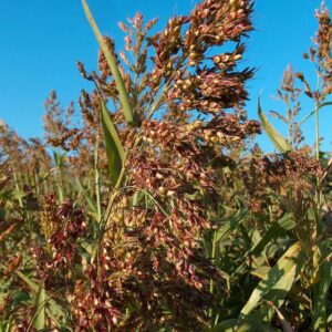 Sudan Grass