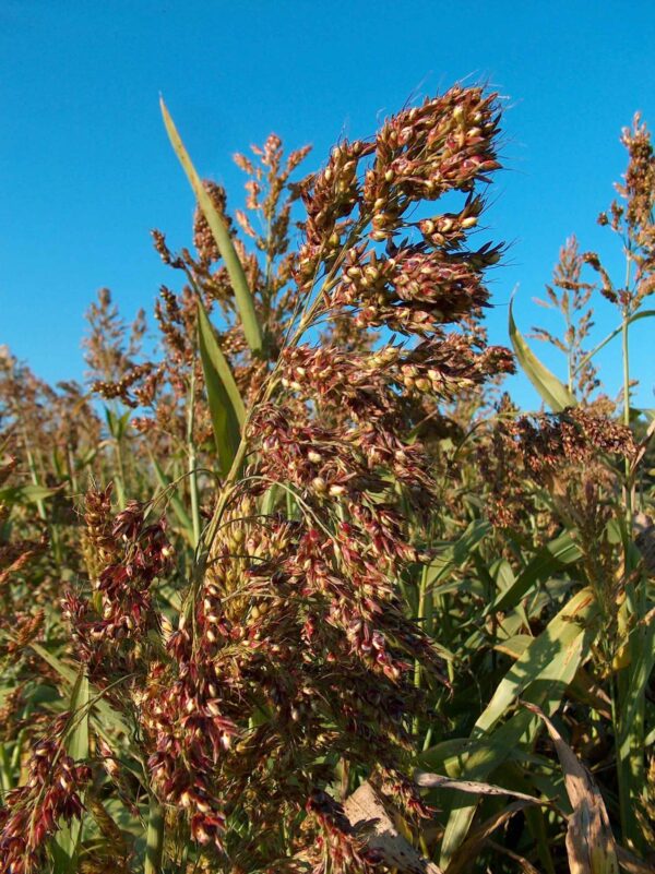 Sudan Grass